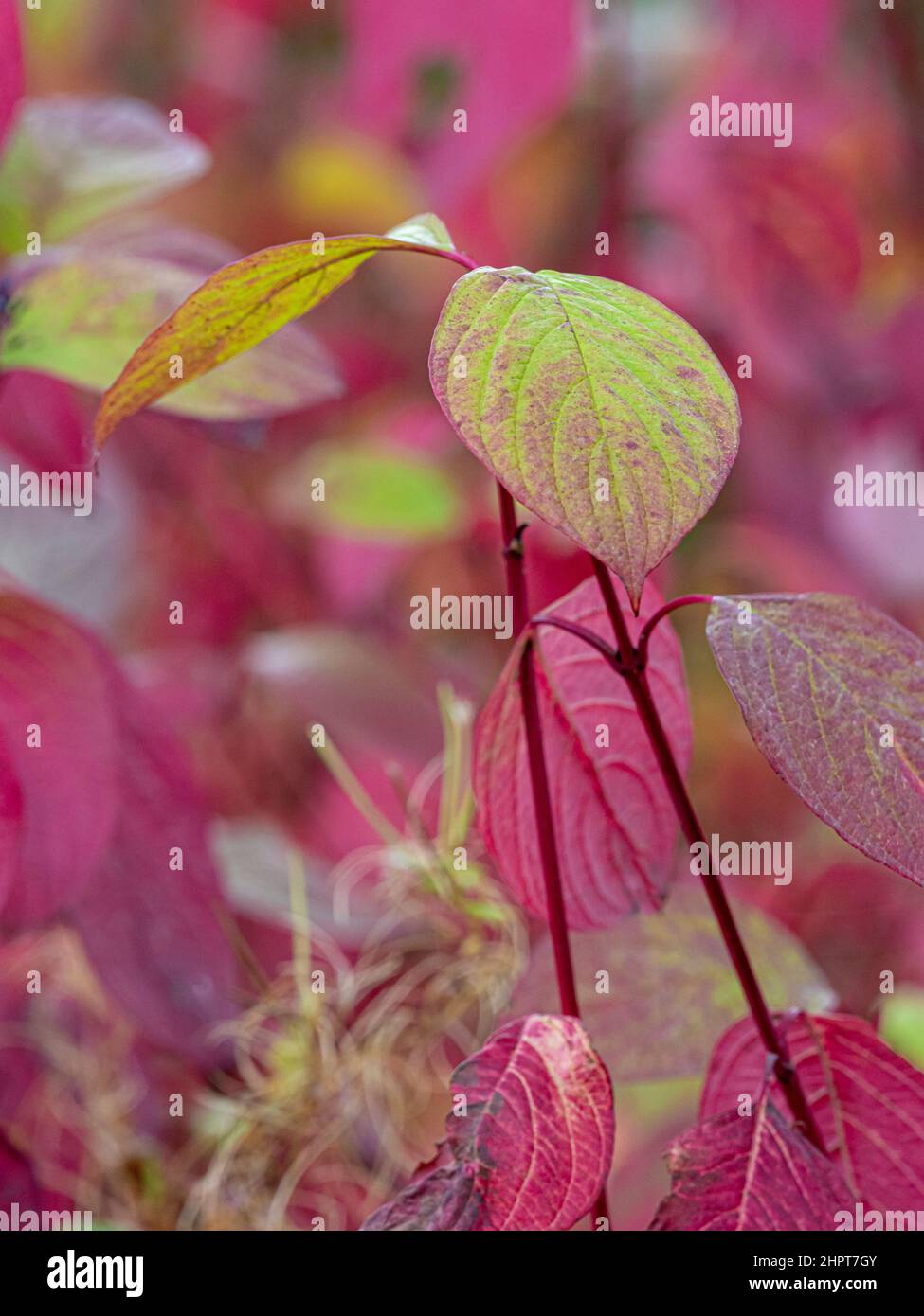 Green leaves of Cornus Alba turning to red Stock Photo Alamy