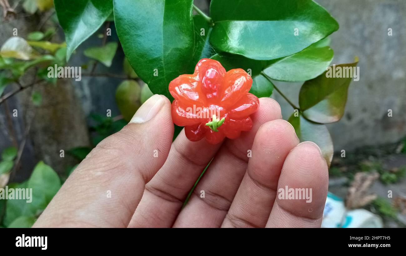 Eugenia uniflora, or also known as the pitanga, Suriname cherry, Brazilian cherry, Cayenne cherry and Indonesian call it dewandaru. Stock Photo