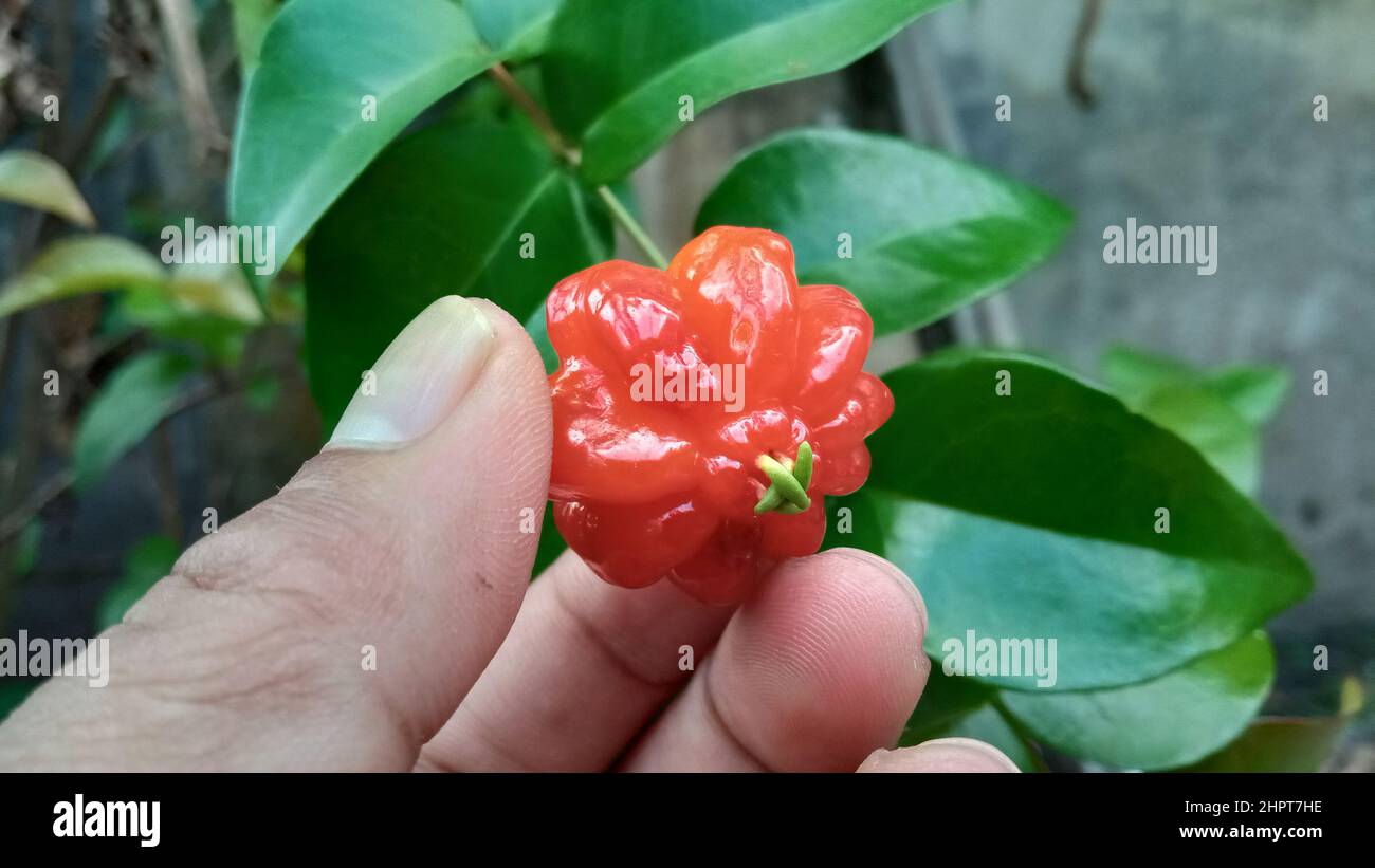Eugenia uniflora, or also known as the pitanga, Suriname cherry, Brazilian cherry, Cayenne cherry and Indonesian call it dewandaru. Stock Photo