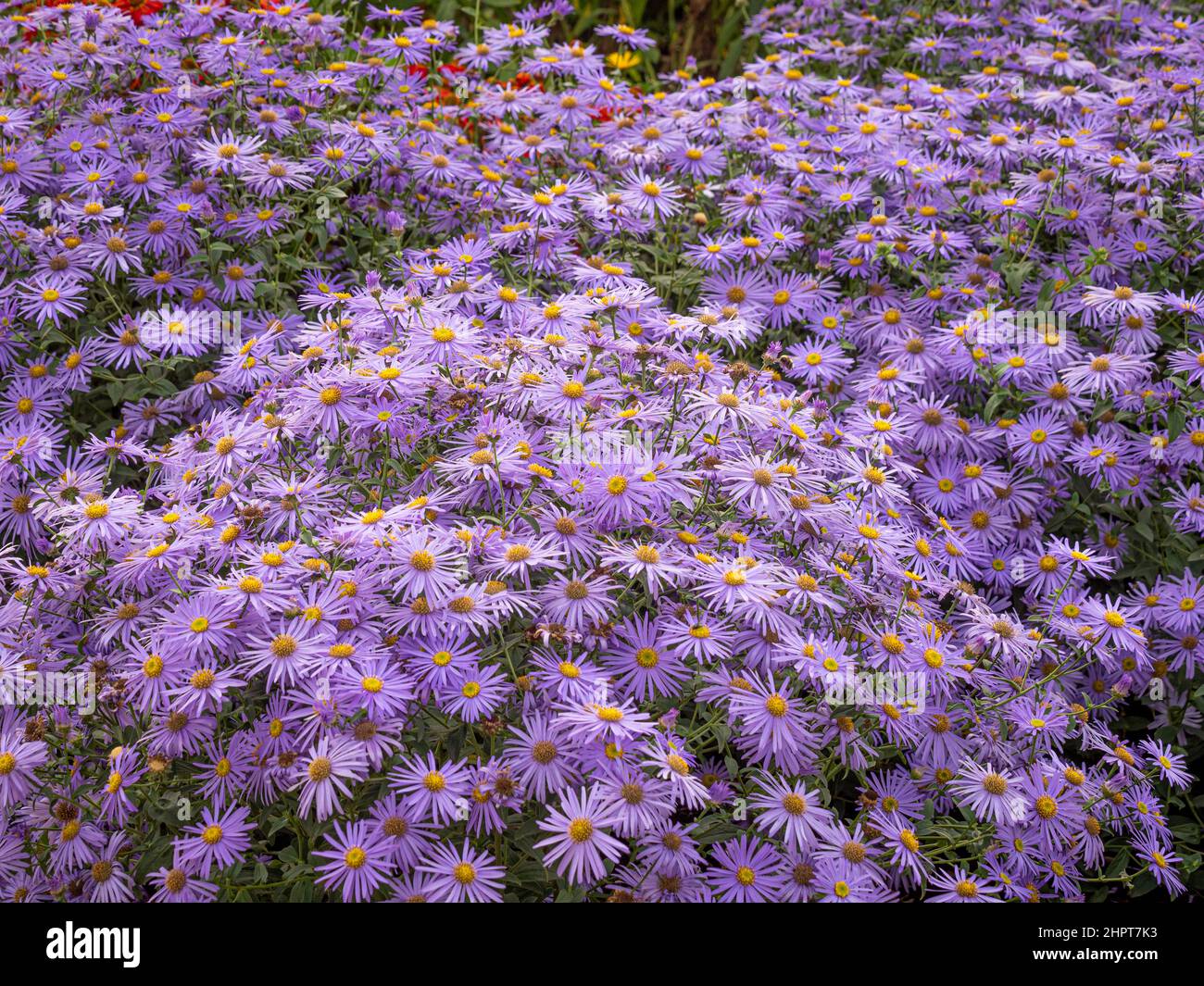 Mauve coloured flowers of Aster x frikartii 'Mönch' growing in a UK garden. Stock Photo
