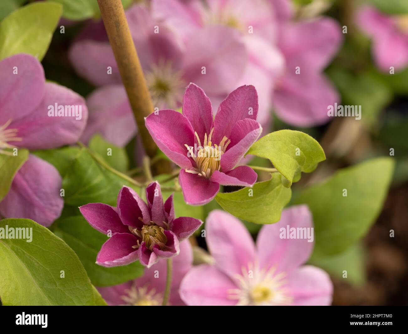 Clematis alaina evipo056 hires stock photography and images Alamy