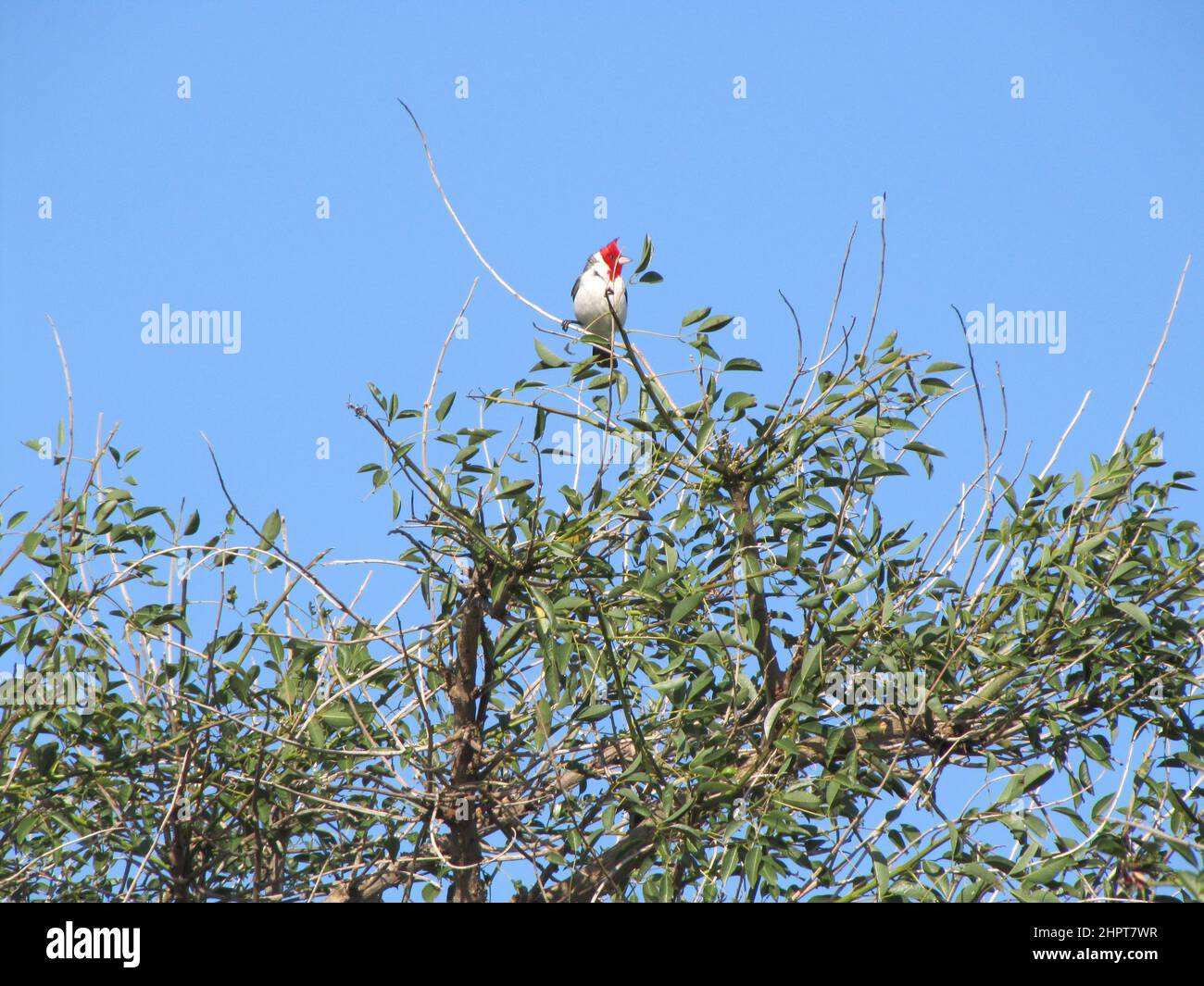Bird Cardinalis, genus of cardinal family Cardinalidae, white breasted, red crested head on tree Stock Photo