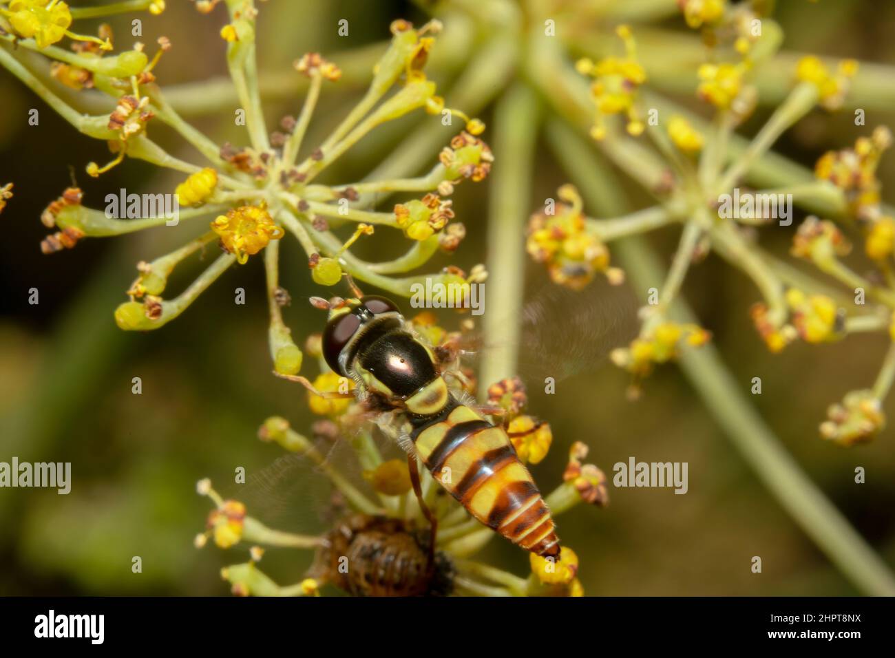 Early nectar for insects hi-res stock photography and images - Alamy
