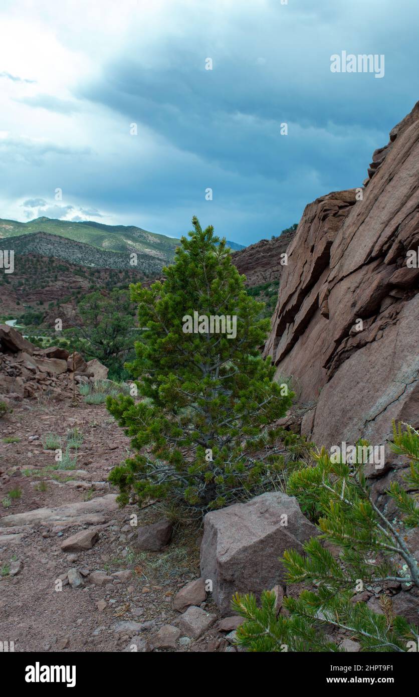 A lovely mountain scene from the state of Colorado. A rock cliff coming in from the side draws attention to the green tree and distant hills. Stock Photo