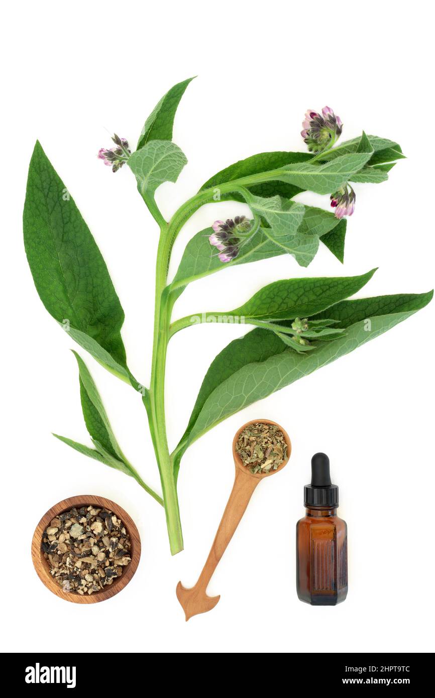 Comfrey herb leaves and root with essential oil used in herbal plant