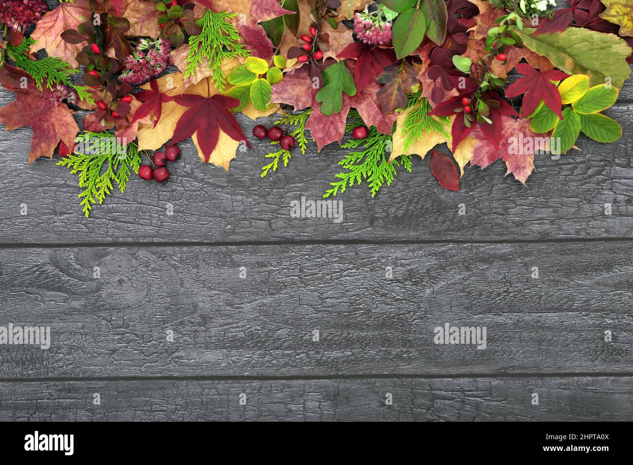 Autumn and Thanksgiving abstract natural background border on rustic wood with colourful collection of European leaf sprigs berries and flora. Composi Stock Photo