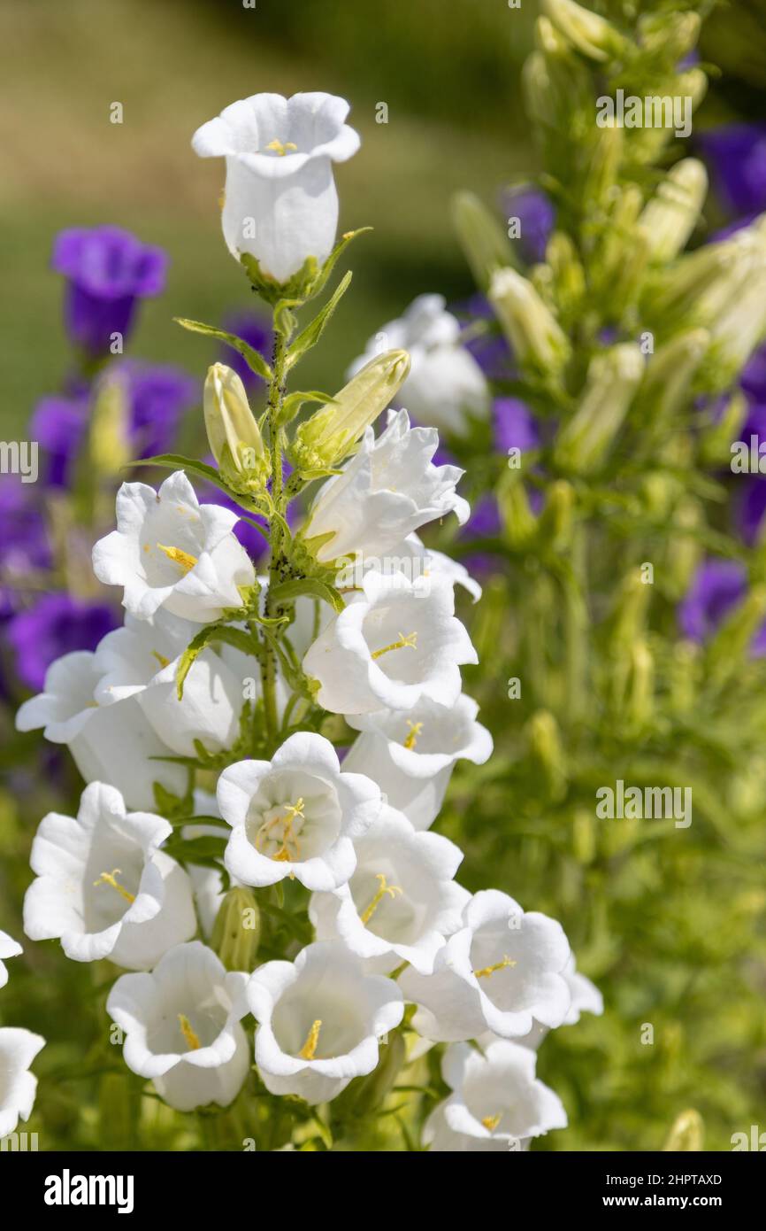 Wonderful white and lilac Canterbury Bells Stock Photo