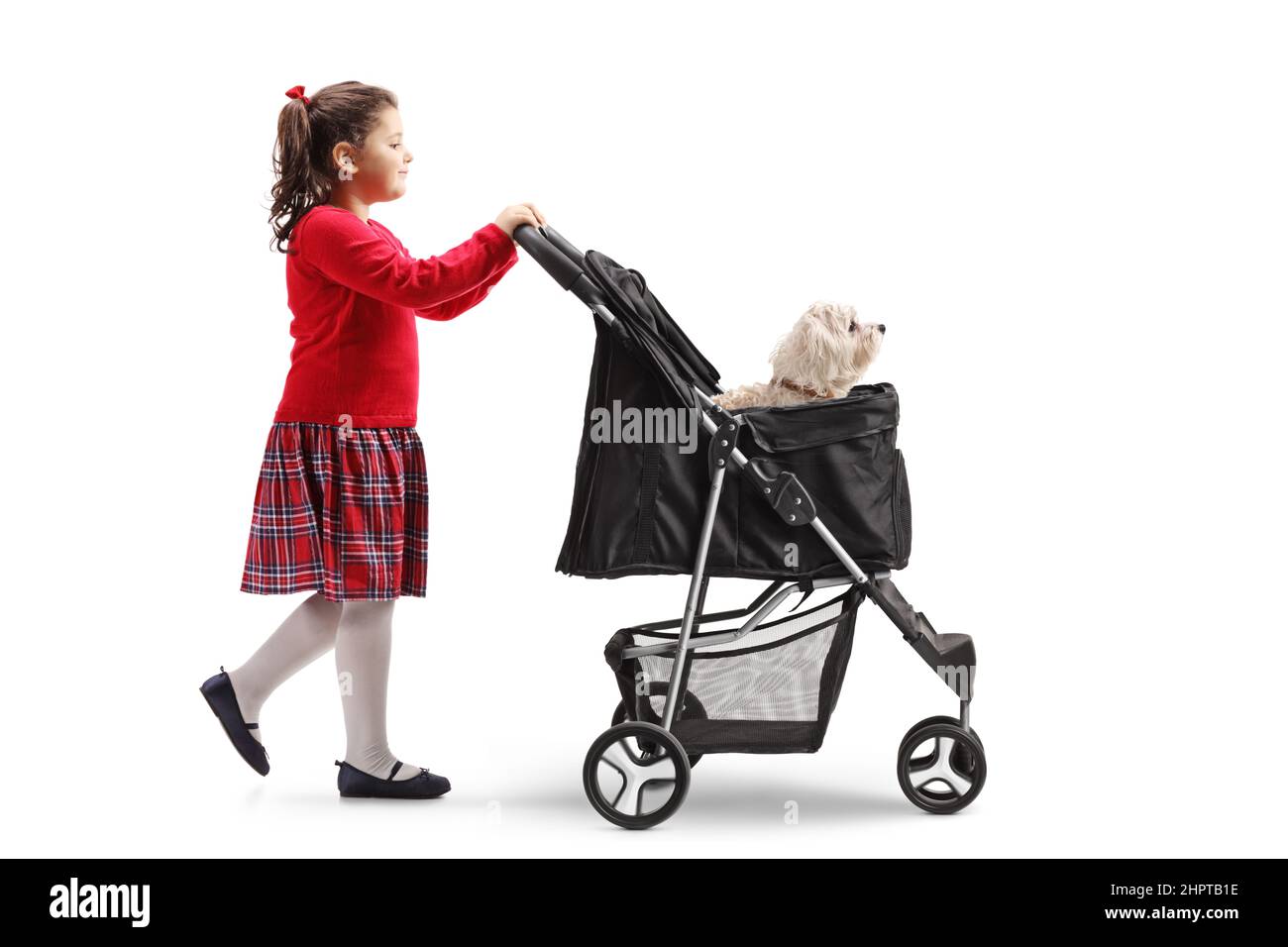 Little girl walking pushing a dog stroller isolated on white background