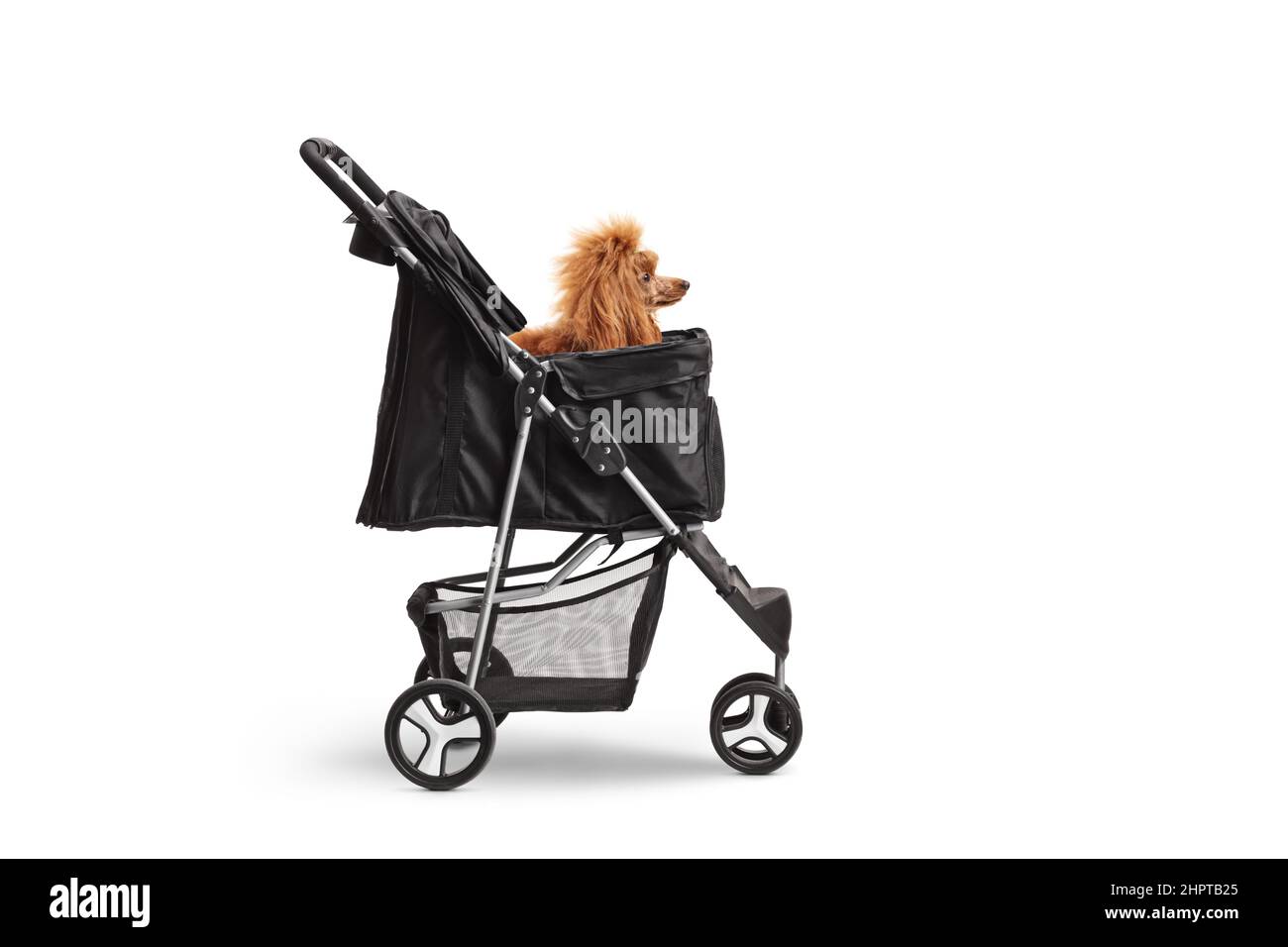Studio shot of a red poodle in a dog stroller isolated on white background Stock Photo