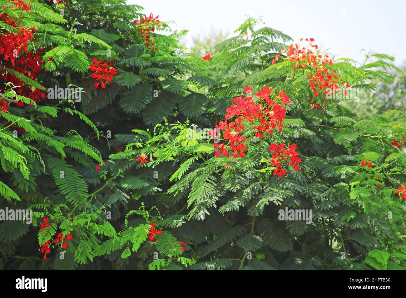 Delonix regia is a species of flowering plant in the bean family Fabaceae, subfamily Caesalpinioideae native to Madagascar, Tel Aviv, Israel Stock Photo