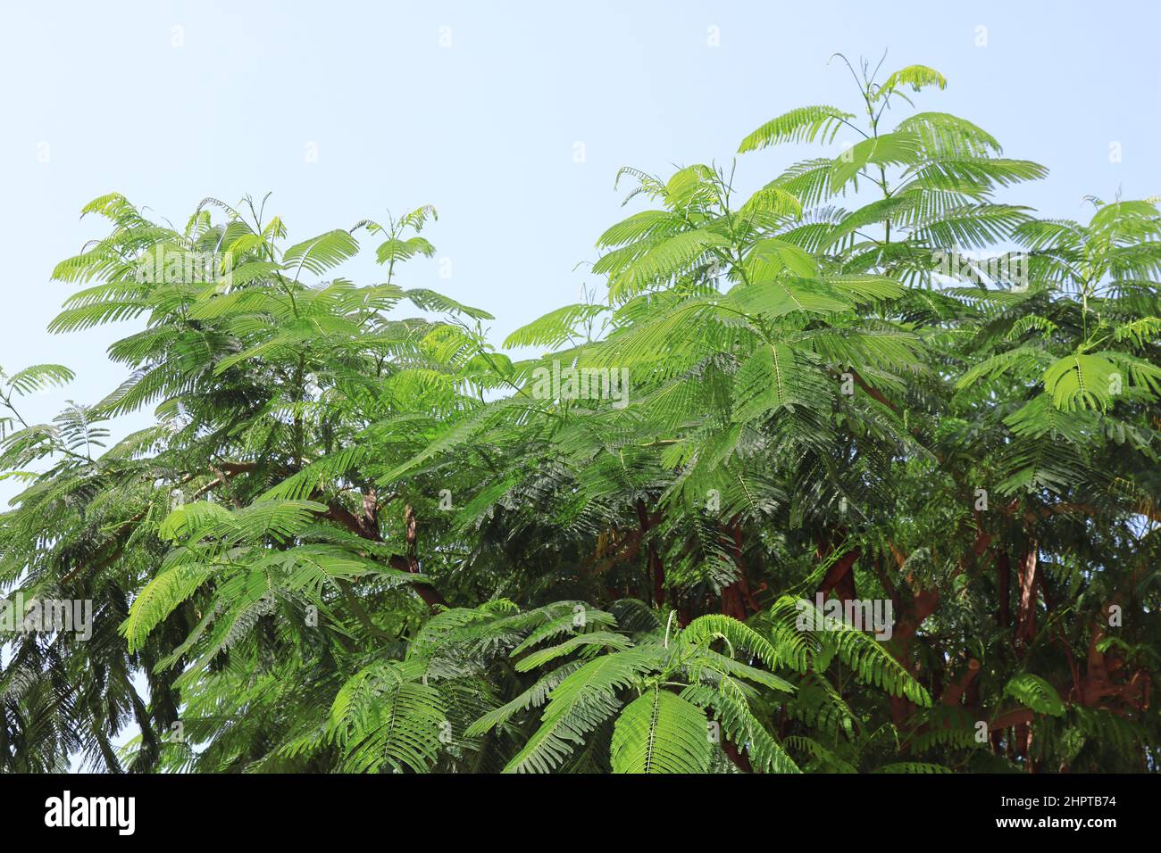 Delonix regia is a species of flowering plant in the bean family Fabaceae, subfamily Caesalpinioideae native to Madagascar, Tel Aviv, Israel Stock Photo