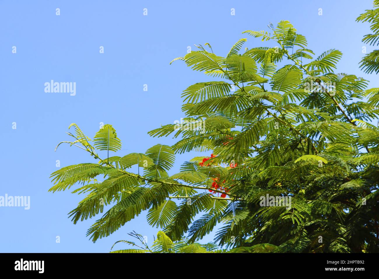 Delonix regia is a species of flowering plant in the bean family Fabaceae, subfamily Caesalpinioideae native to Madagascar, Tel Aviv, Israel Stock Photo