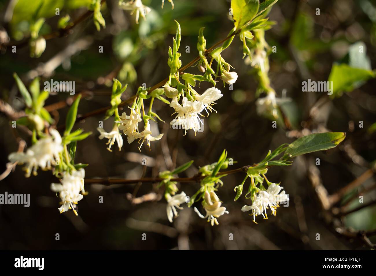 Winter honeysuckle, Lonicera fragrantissima, growing in a public park in the UK. Stock Photo