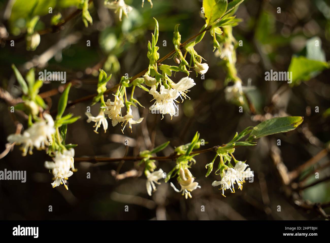 Fragrant honeysuckle lonicera fragrantissima hi-res stock photography and  images - Alamy