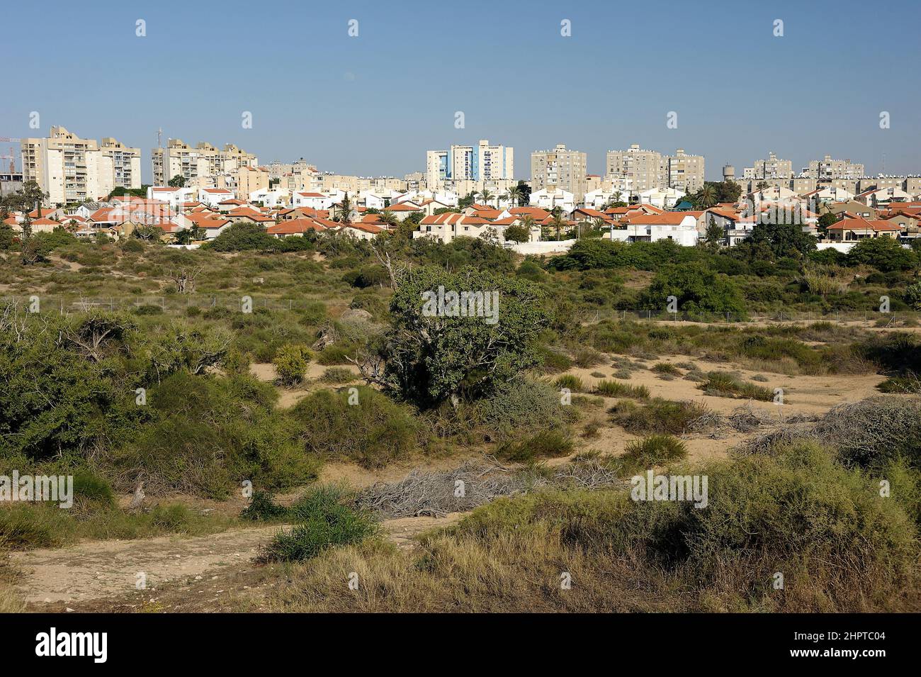 Palm trees and the Mediterranean Sea, Park of Ashkelon in Israel Stock ...