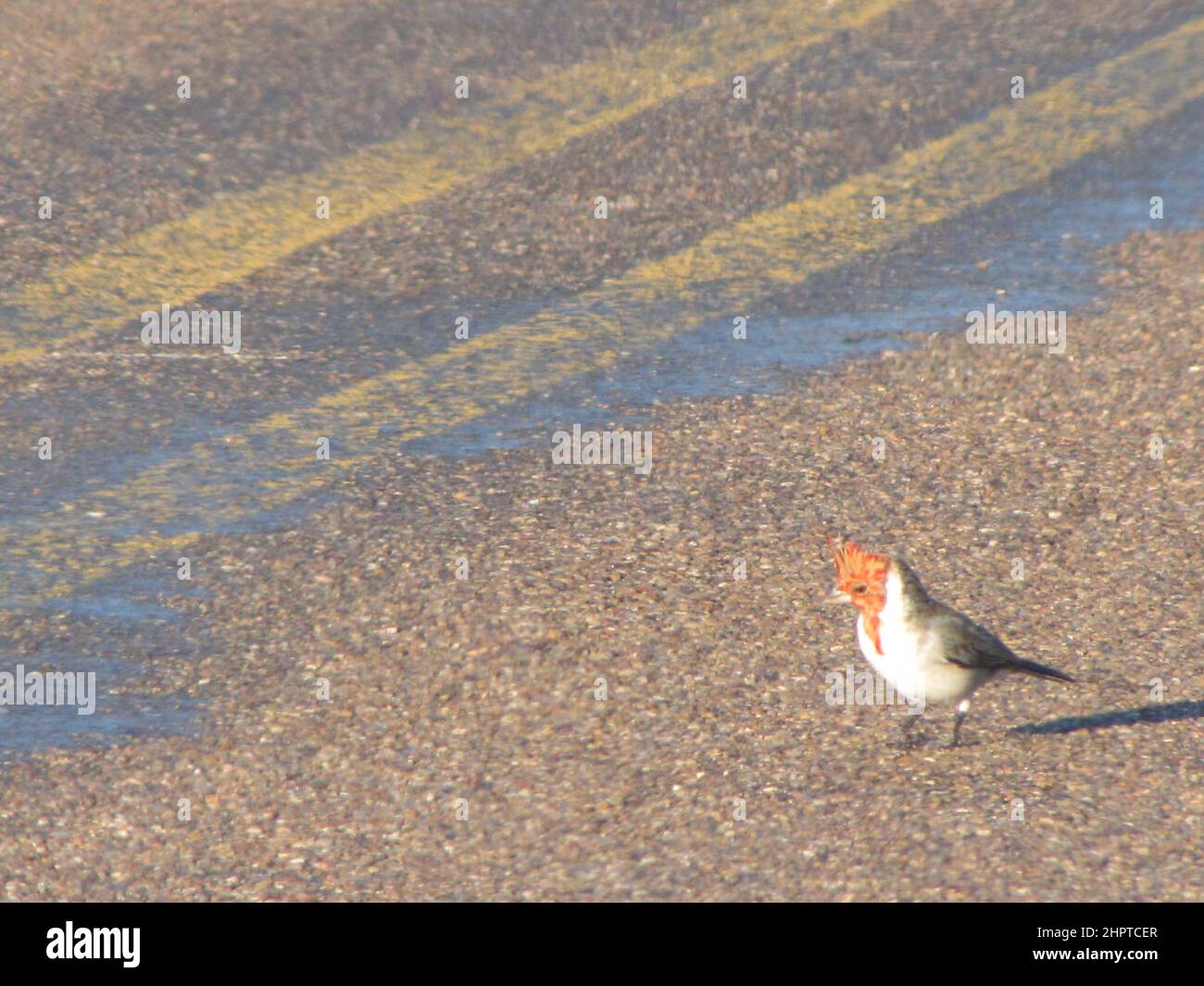Bird Cardinalis, cardinal family Cardinalidae, white breasted, red crested head crossing street Stock Photo