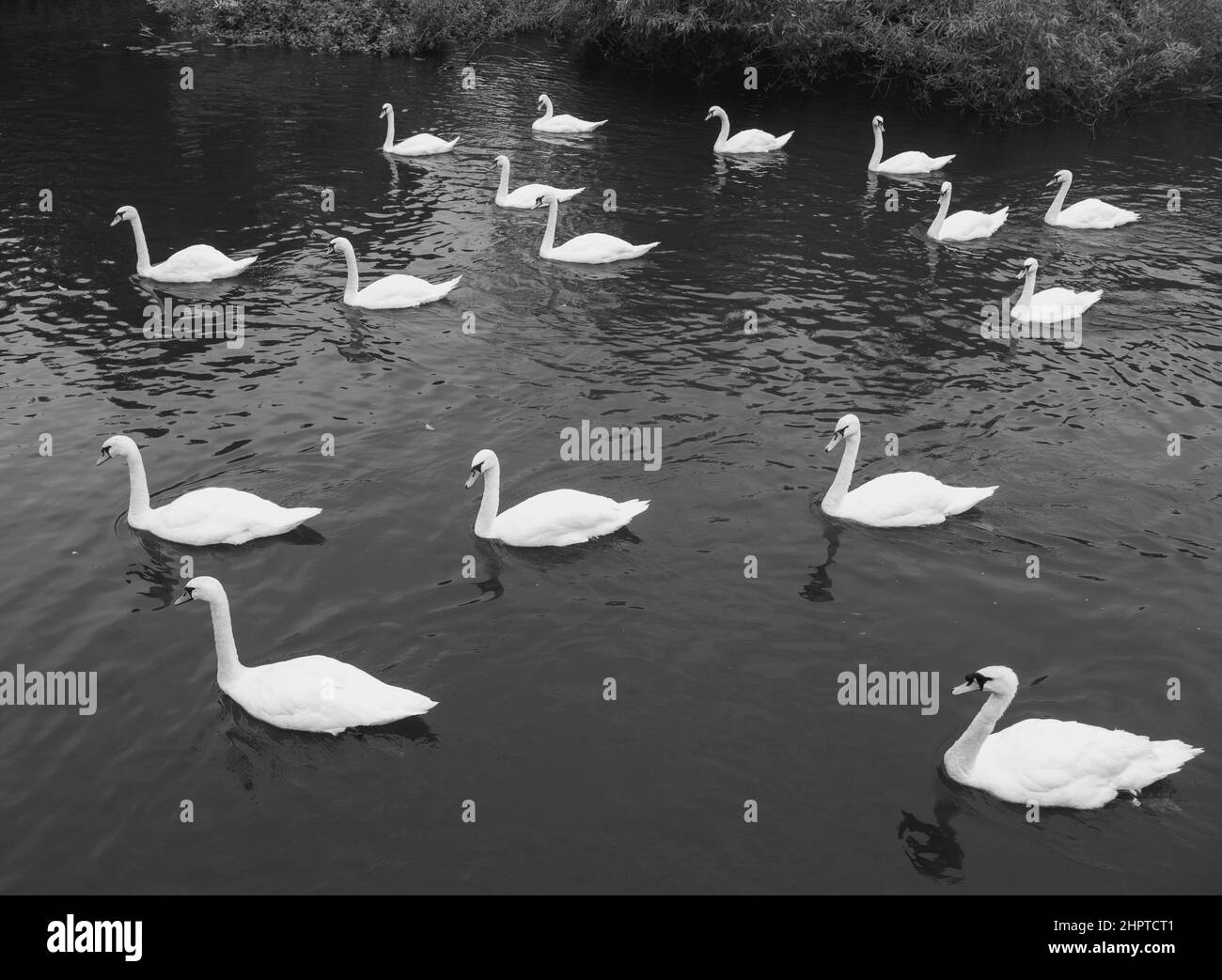 River Kennet, Black and White Landscape, Swans, Reading, Berkshire, England, UK, GB. Stock Photo