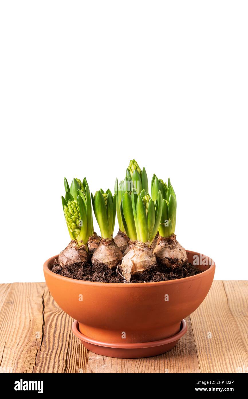 Hyacinths with buds growing in terracotta flower pot on rustic wooden table isolated against white background. Spring flowers design template. Stock Photo