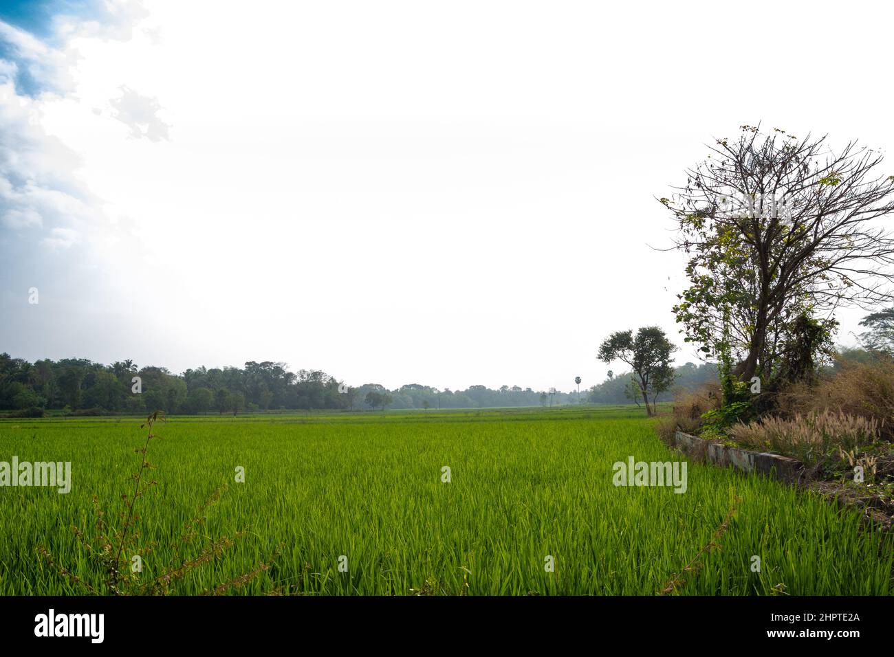 green paddy field and coconut trees in the border, from Palakkad