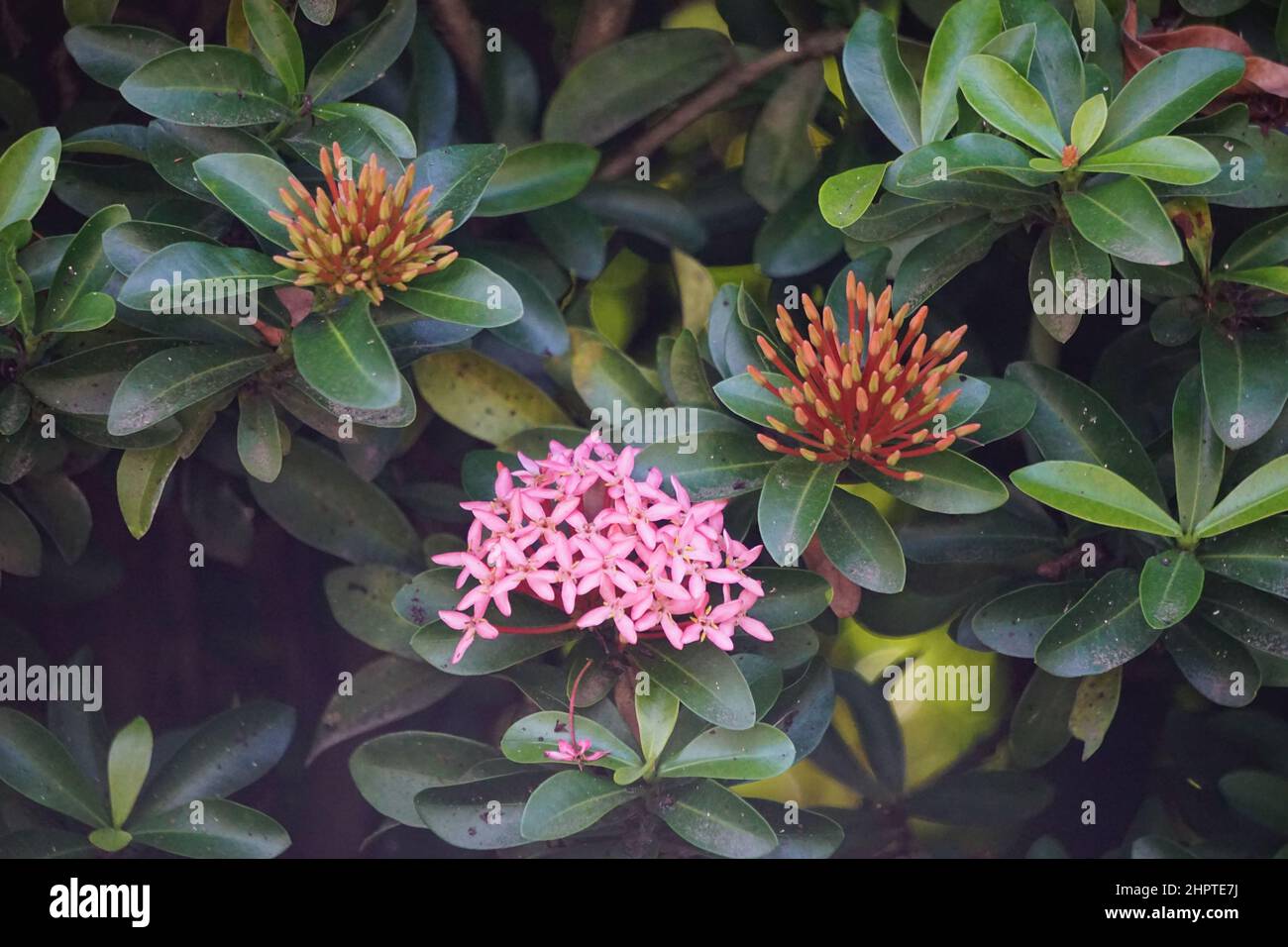 West Indian jasmine (also called ixora, jungle flame, jungle geranium, cruz de Malta) with a natural background Stock Photo