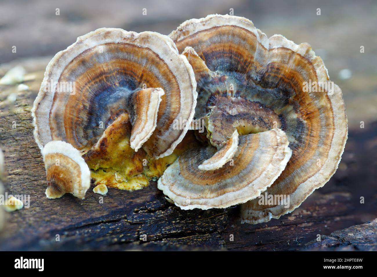 Turkey Tail Fungus In The UK Stock Photo