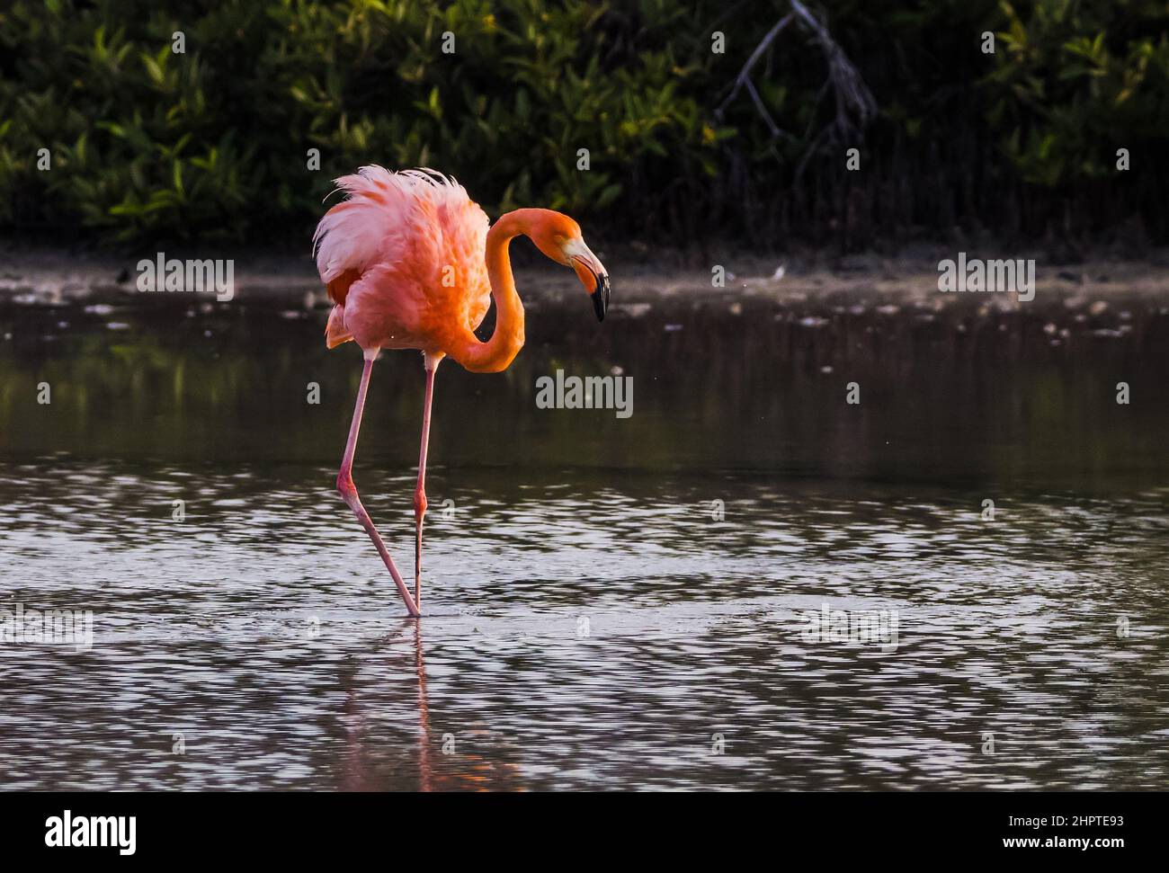 Rosy Flamingo on Rabida Island, Galapagos, Ecuador Stock Photo