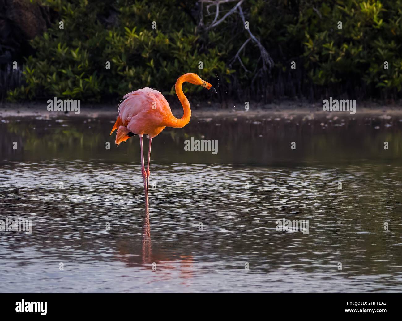 Rosy Flamingo on Rabida Island, Galapagos, Ecuador Stock Photo