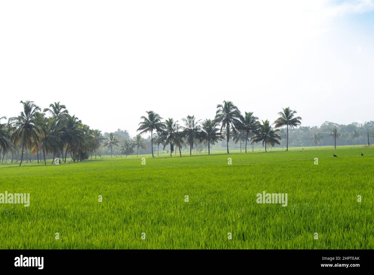 green paddy field and coconut trees in the border, from Palakkad