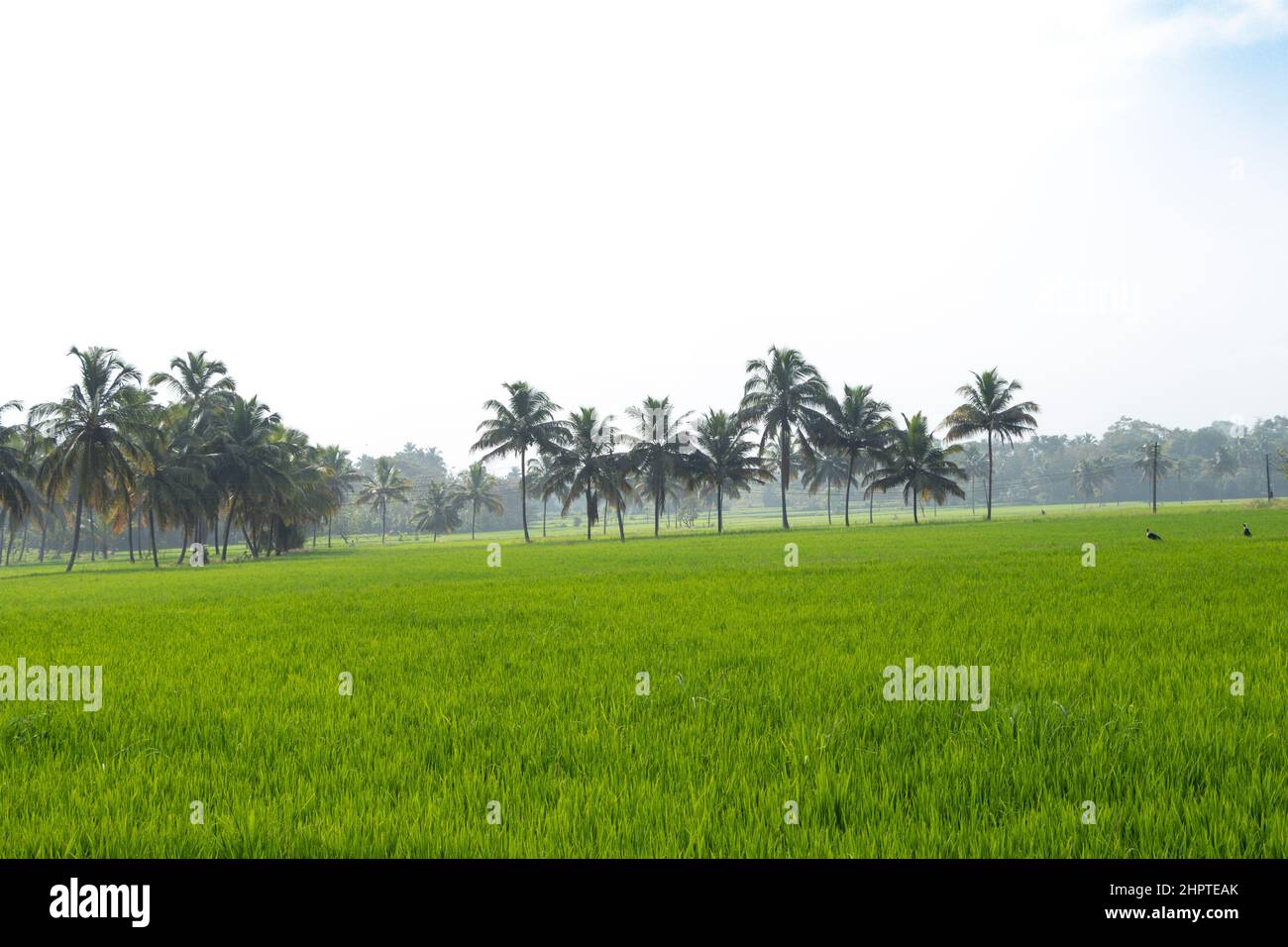 Green Paddy Field And Coconut Trees In The Border From Palakkad District The Rice Bowl Of