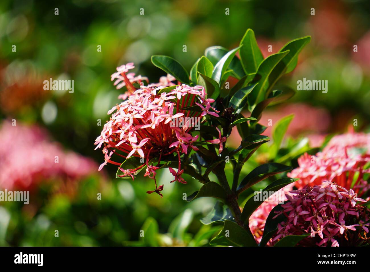 West Indian jasmine (also called ixora, jungle flame, jungle geranium, cruz de Malta) with a natural background Stock Photo