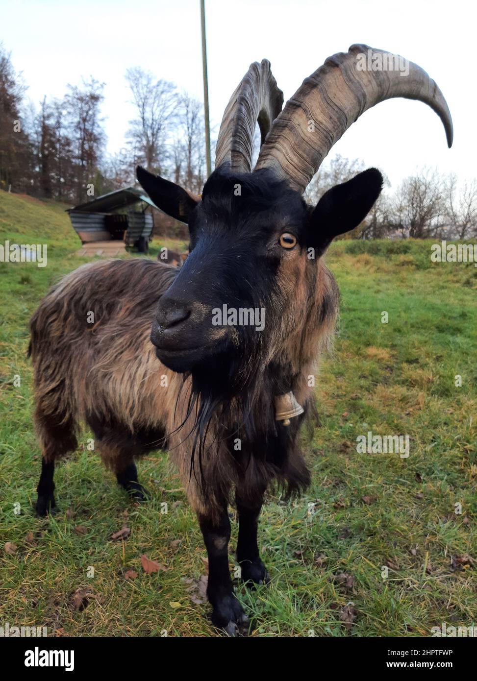 Curious Stiefelgeiss goat on the slopes of Uetliberg Mountain, Zurich, Switzerland. Picture of rare, endangered goat species Stock Photo