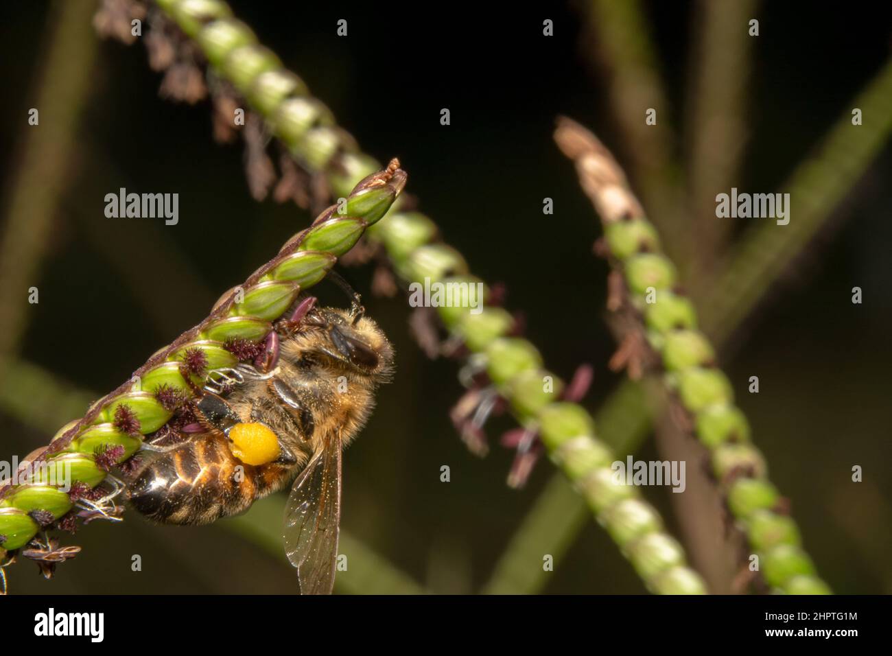 Honey bee hanging upside down hi-res stock photography and images - Alamy