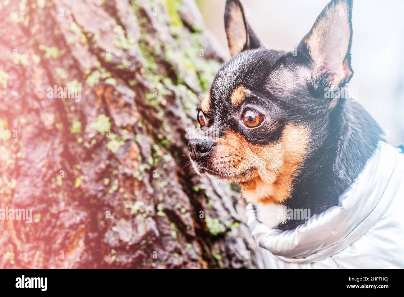 Dog vest hi-res stock photography and images - Page 18 - Alamy