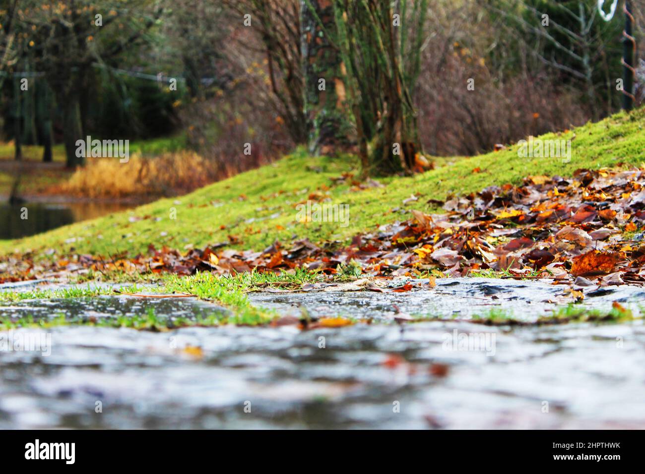 looking across a stone footpath at autumn leaves on a grassy hill, trees, and a pond, in the park, ground level view, focus on mid-ground. Stock Photo