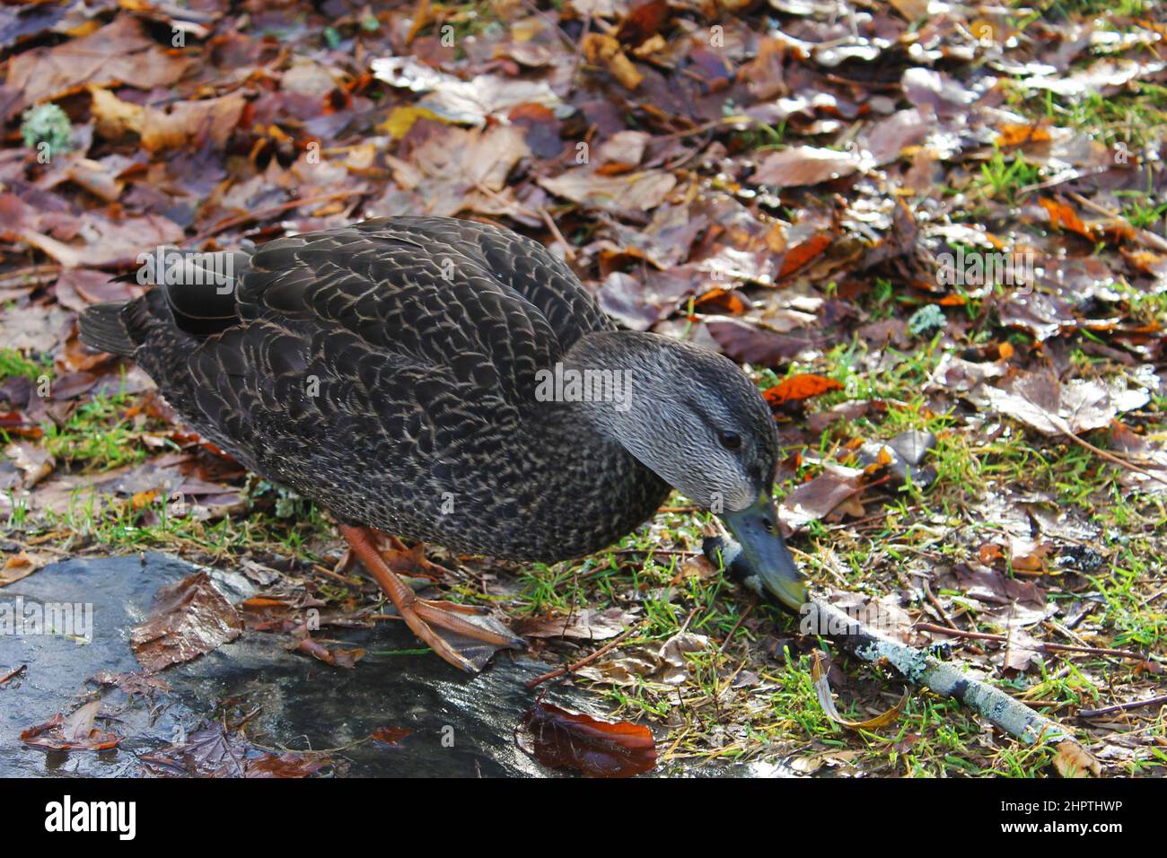 A duck in the grass among the fallen autumn leaves. Stock Photo
