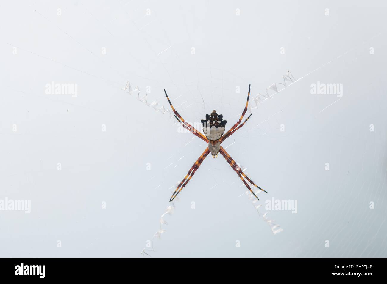 A Silver Garden Spider (Argiope argentata) on its web in the Florida Keys, USA. Stock Photo