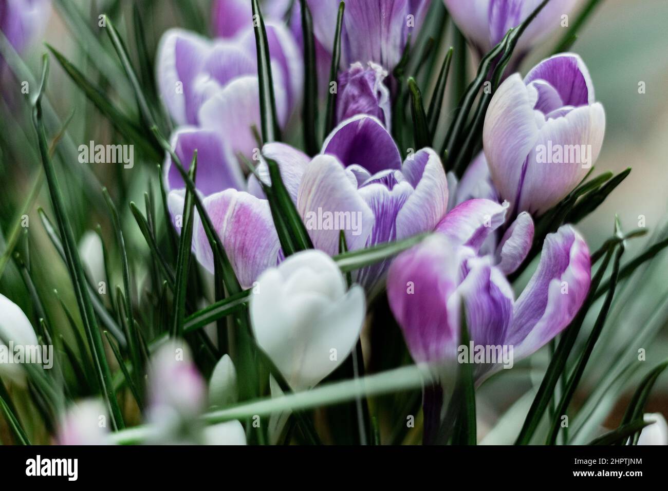 Violet color Crocuses spring flowers in a garden Stock Photo Alamy