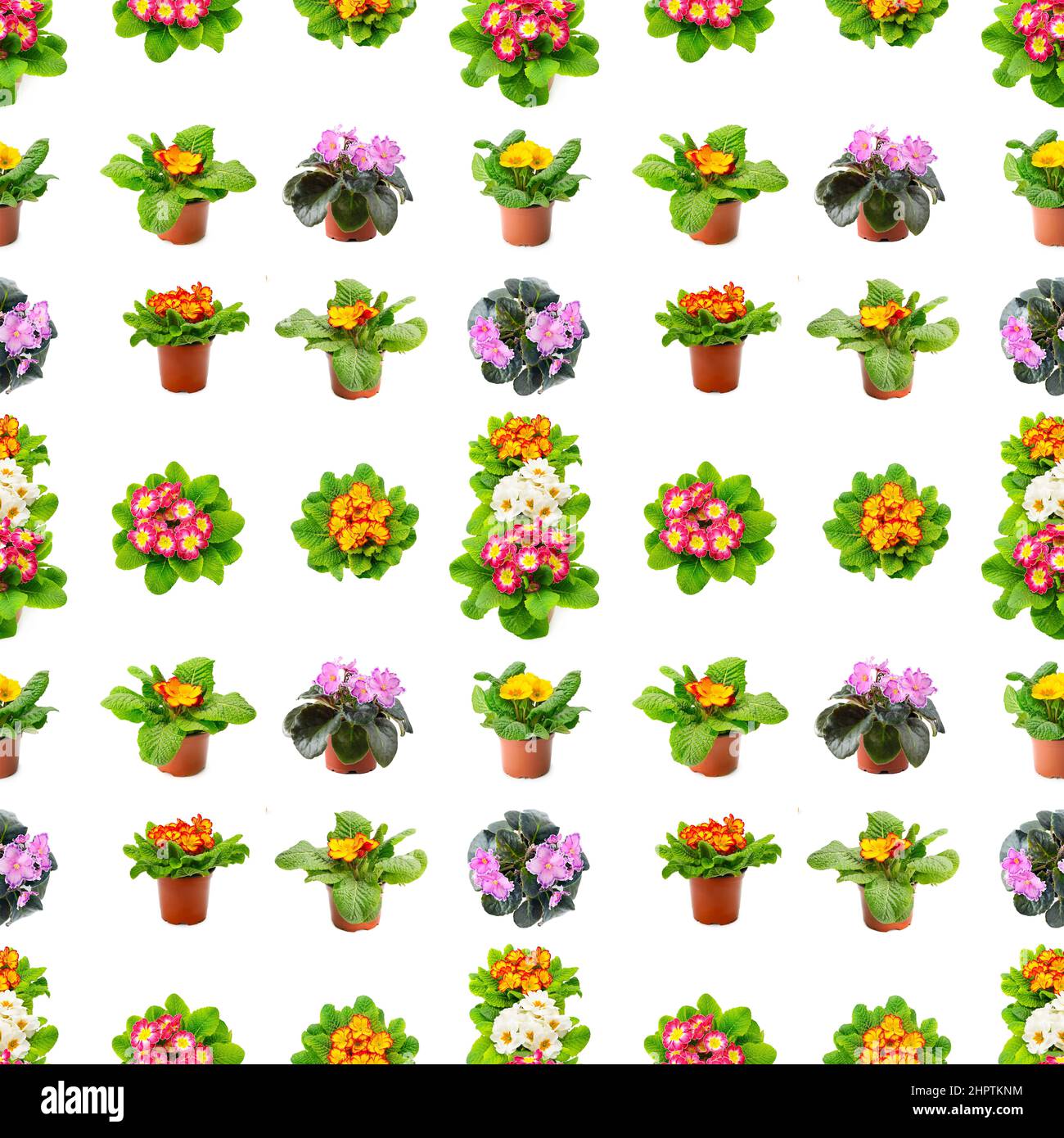 Large seamless pattern bright fresh violets isolated on white