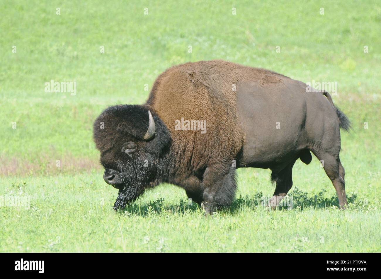 Bison or Buffalo grazing in the long green grasses in the plains of South Dakota, United States. Stock Photo
