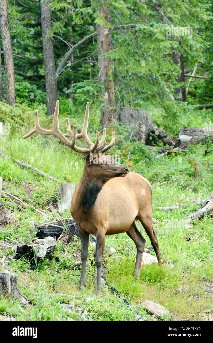 Elk in the wild grazing on forest-edge green grasses, plants, leaves, and bark in the mountains of the Western United States. Stock Photo