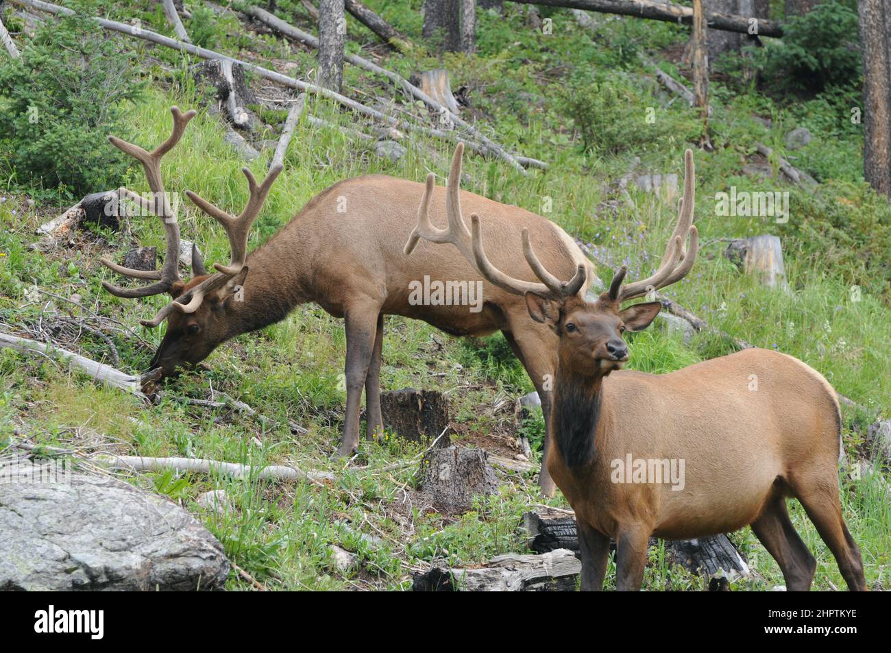 Elk in the wild grazing on forest-edge green grasses, plants, leaves, and bark in the mountains of the Western United States. Stock Photo