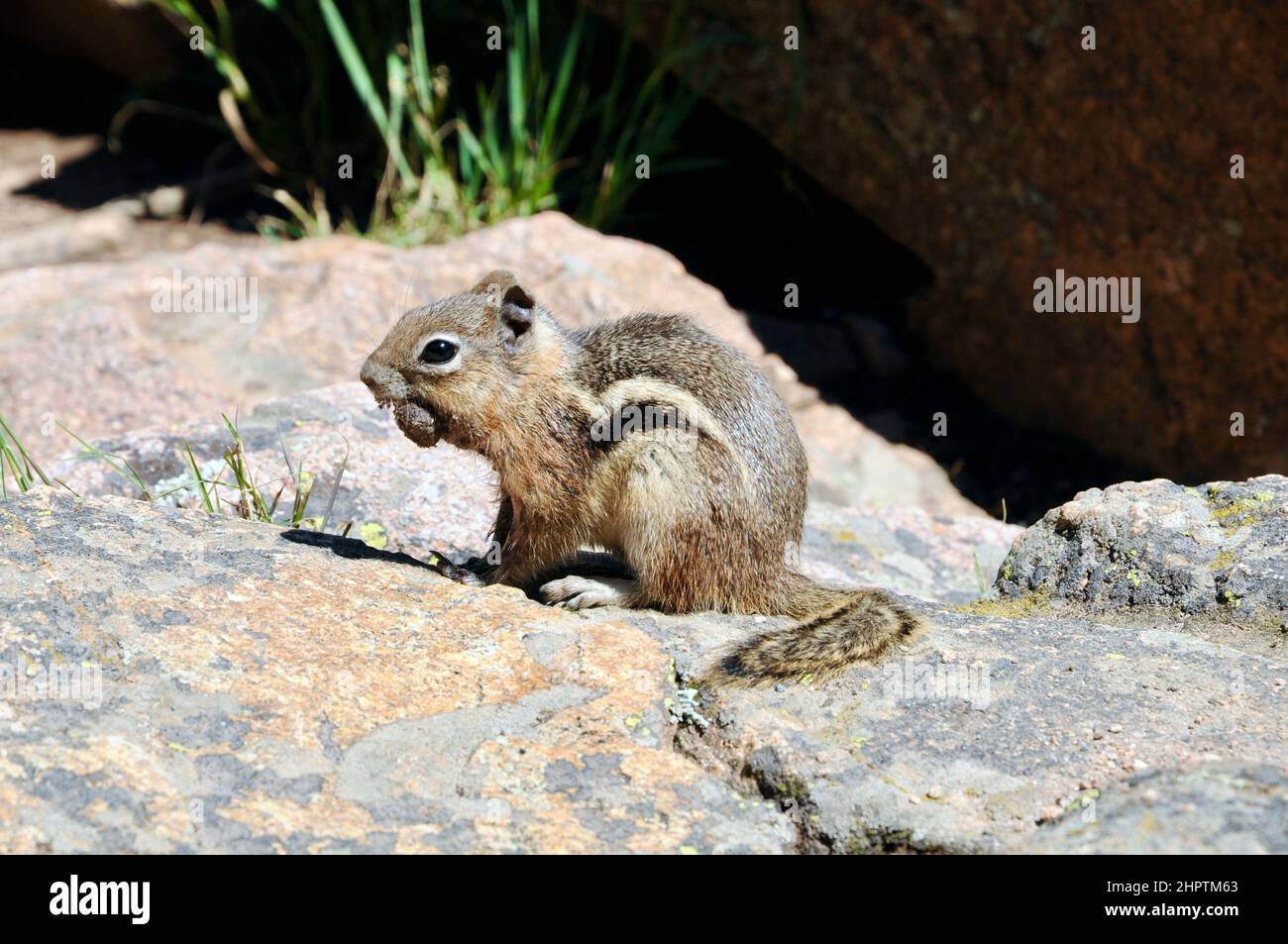 Striped rodent hi-res stock photography and images - Alamy