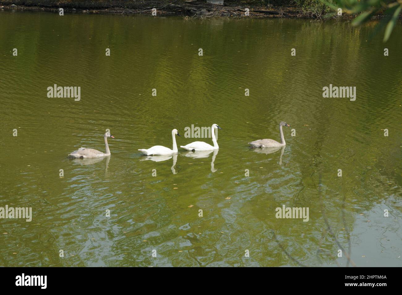 Swans, Tundra Swans, Swimming on a calm blue-green lake in Canada, North America Stock Photo