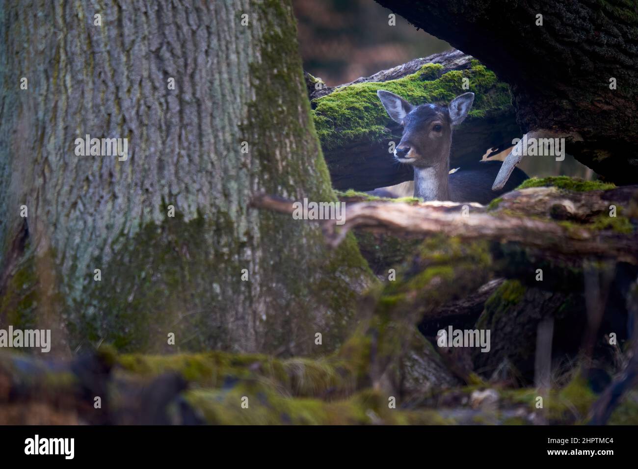 1 young fallow deer (Dama Dama, Reh) in the forest. Animal hides behind thick trees. Wildlife in
