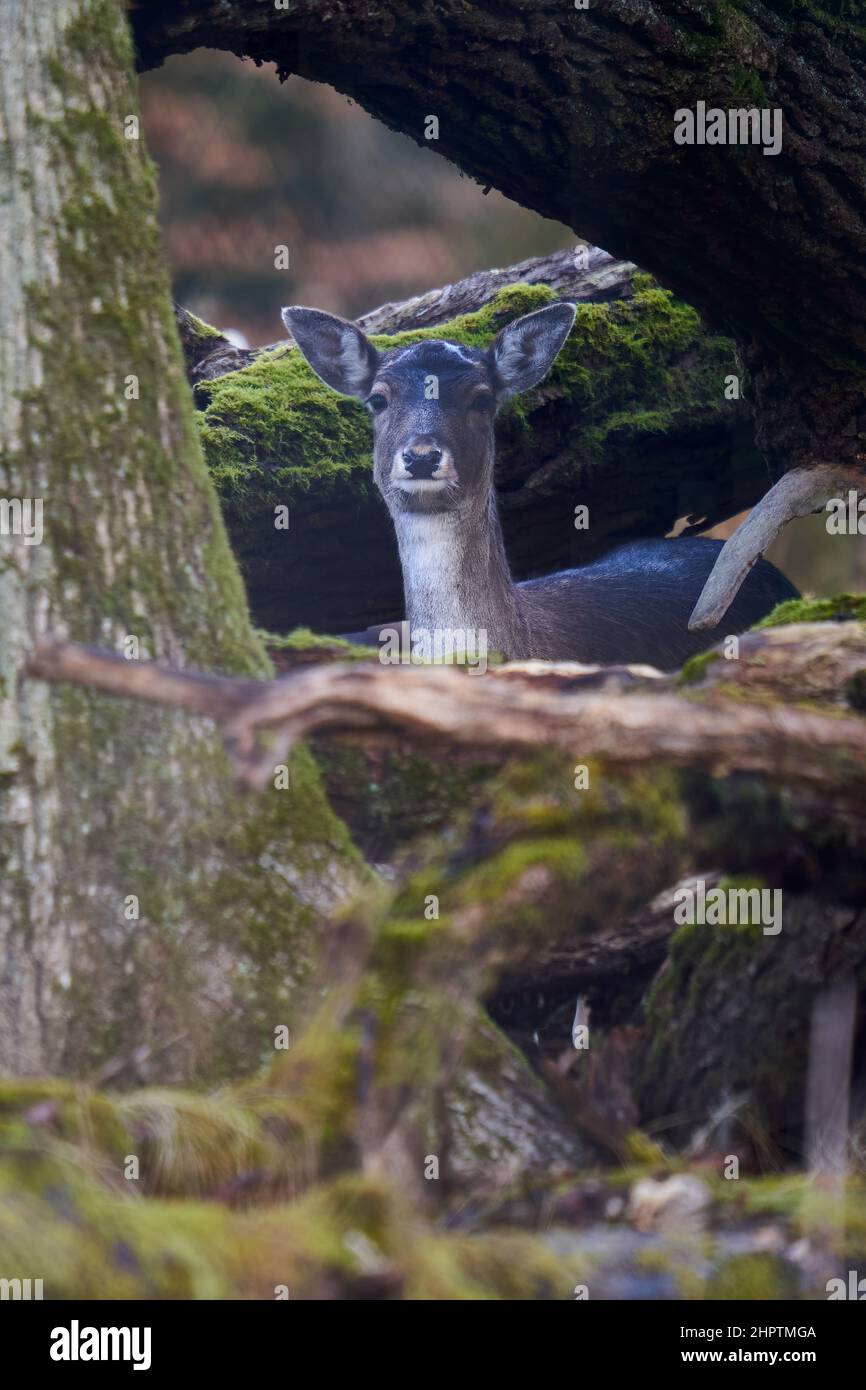 1 young fallow deer (Dama Dama, Reh) in the forest. Animal hides behind thick trees. Wildlife in