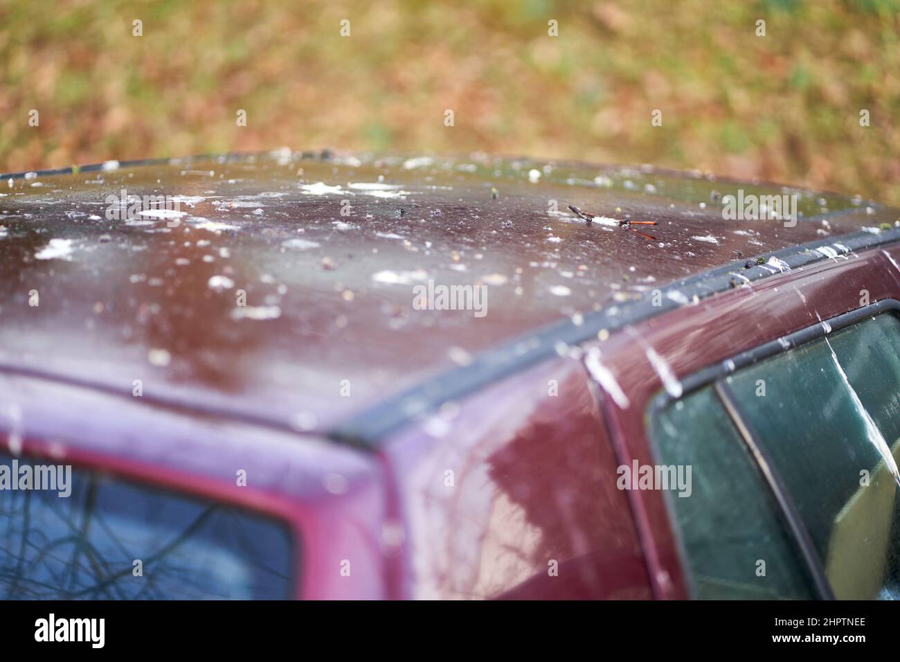 Bird droppings (Vogelkot) on vehicle. Feces from animals cause damage