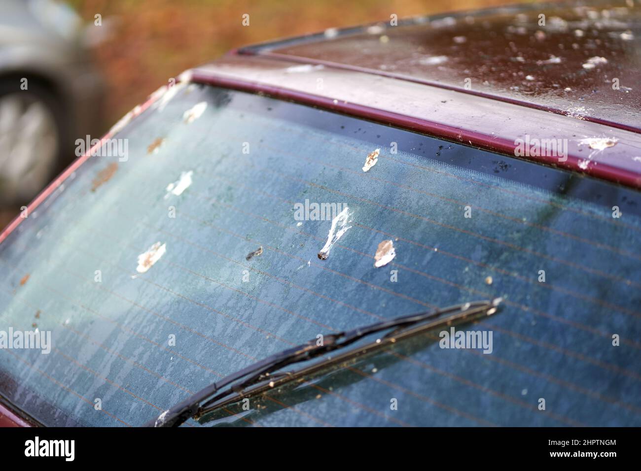 Bird droppings on car hi-res stock photography and images - Alamy