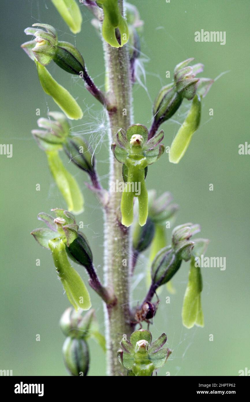 Common Twayblade, Neottia ovata, Kent, England Stock Photo