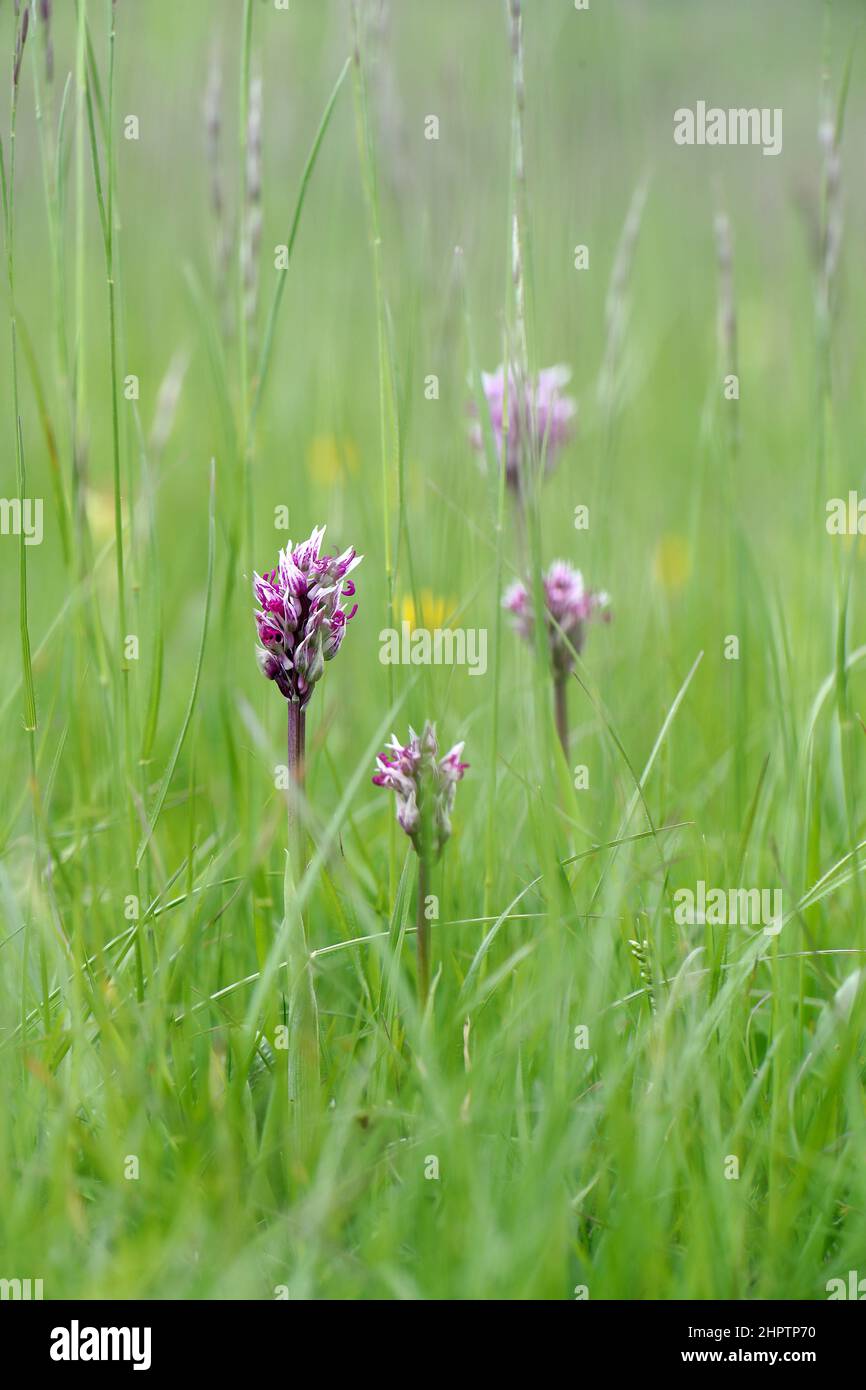 Monkey Orchids, Orchis simia, Kent, England Stock Photo