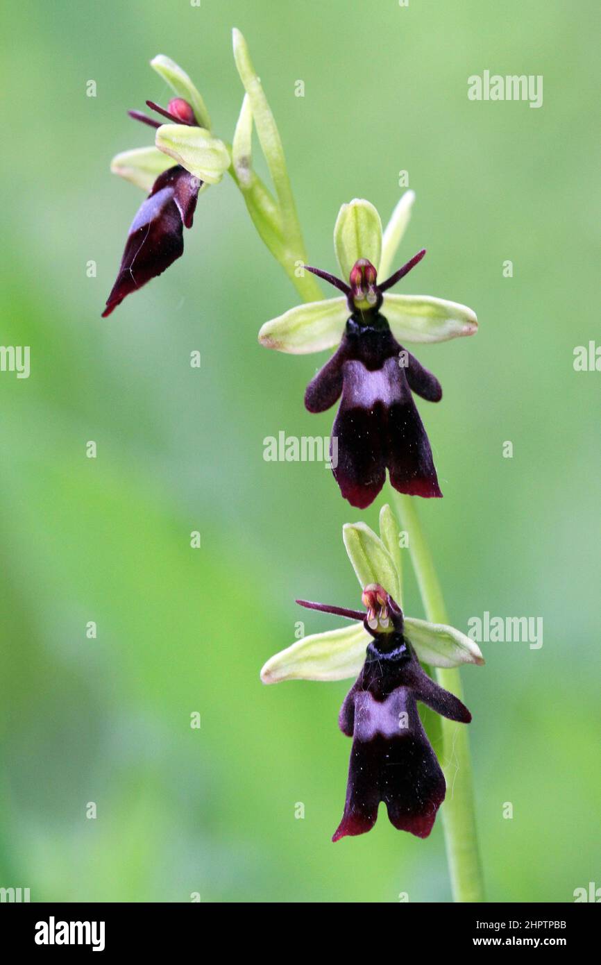 Fly Orchid, Ophrys insectifera, Kent, England Stock Photo
